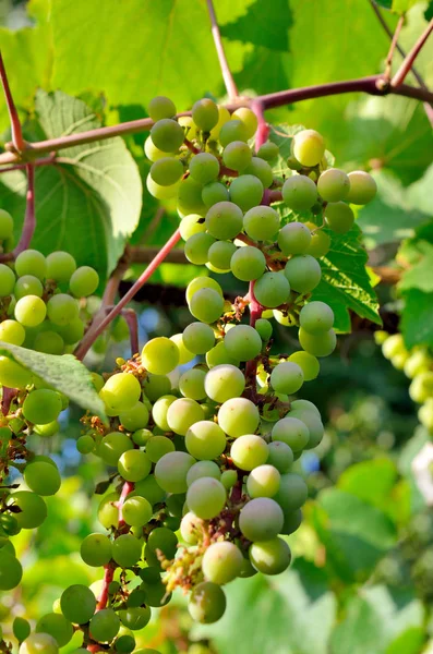 Green Grapes Branch Leaves — Stock Photo, Image