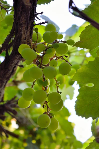 Zielone Winogrona Gałęzi Wśród Liści — Zdjęcie stockowe