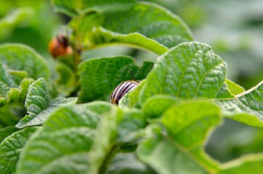 Colorado böceği patates yapraklarını genç yaşta yer. Böcekler tarladaki bir mahsulü yok eder. Vahşi yaşam ve tarım alanındaki parazitler.