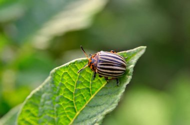 Colorado böceği patates yapraklarını genç yaşta yer. Böcekler tarladaki bir mahsulü yok eder. Vahşi yaşam ve tarım alanındaki parazitler.