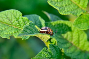 Colorado böceği patates yapraklarını genç yaşta yer. Böcekler tarladaki bir mahsulü yok eder. Vahşi yaşam ve tarım alanındaki parazitler.