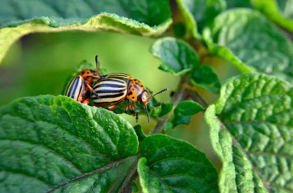 コロラド甲虫は若い葉のジャガイモを食べる 害虫は畑の作物を破壊する 野生生物や農業の寄生虫 — ストック写真