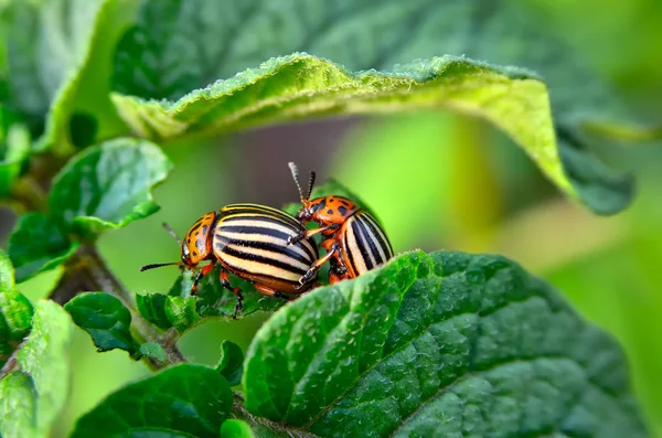 Colorado Beetle Eats Potato Leaves Young Pests Destroy Crop Field — Stock Photo, Image