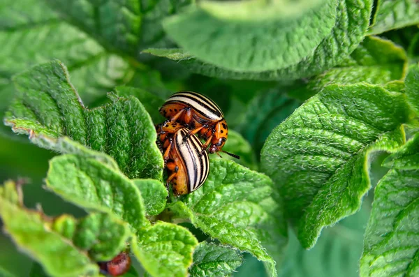 Colorado Beetle Eats Potato Leaves Young Pests Destroy Crop Field — Stock Photo, Image