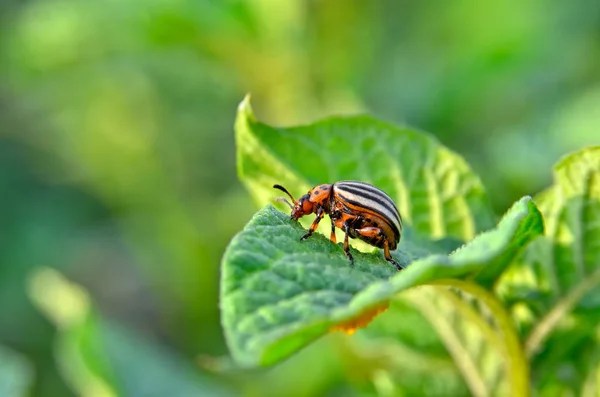 コロラド甲虫は若い葉のジャガイモを食べる 害虫は畑の作物を破壊する 野生生物や農業の寄生虫 — ストック写真