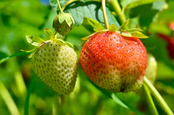 Erdbeeren Wachsen Garten Zwischen Grünen Blättern — Stockfoto
