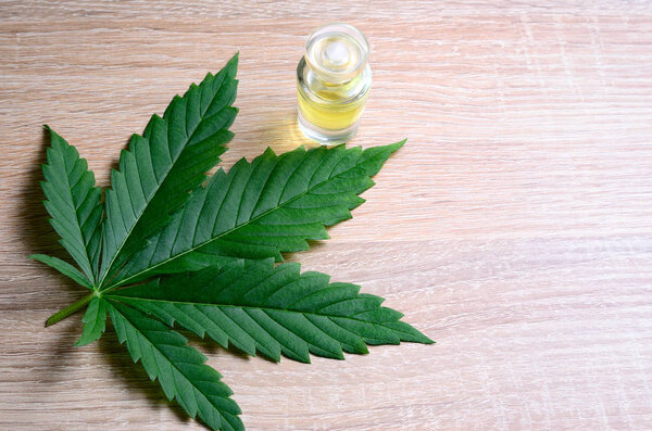 Выручка от продажи лекарственных средств из конопли. Лист конопли, конопляное масло и деньги
.