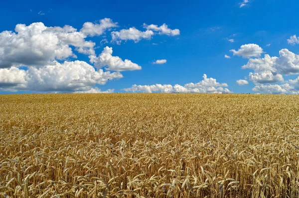 Mavi Gökyüzü Olgun Buğday Alan Ukrayna Bayrağı Renkleri — Stok fotoğraf