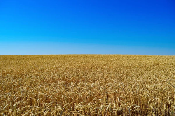 Mavi Gökyüzü Olgun Buğday Alan Ukrayna Bayrağı Renkleri — Stok fotoğraf