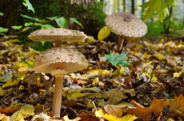 Mushrooms growing in the woods among the fallen leaves. Amanita rubescens. clipart