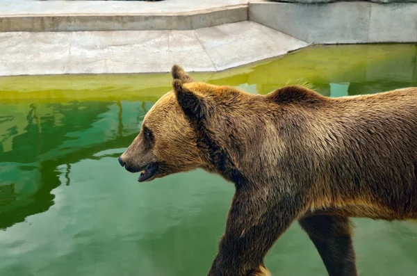 大棕熊在户外散步 — 图库照片