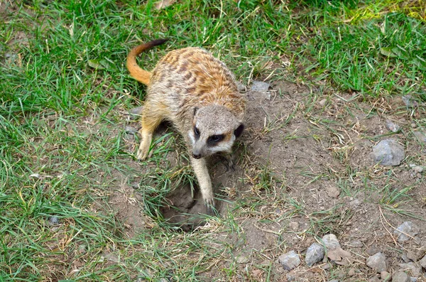 Little Meerkat Digs Hole Ground — Stock Photo, Image