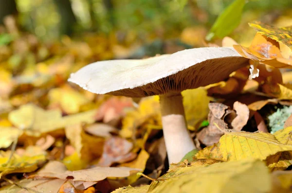 Pilze Die Wald Zwischen Den Abgefallenen Blättern Wachsen Herbstpilze Und — Stockfoto