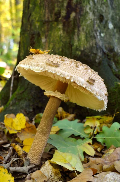 Grzyby Rosnące Lesie Wśród Opadłych Liści Amanita Rumianek — Zdjęcie stockowe