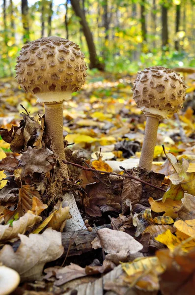 Mushrooms Growing Woods Fallen Leaves Amanita Rubescens — Stock Photo, Image