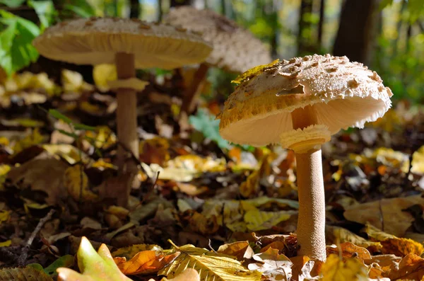 Mushrooms Growing Woods Fallen Leaves Amanita Rubescens — Stock Photo, Image