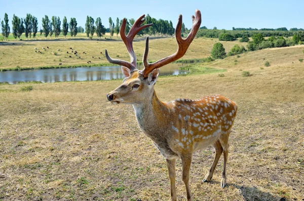 Büyük Sika Geyiği Açık Havada Yürür Yakınlaşır — Stok fotoğraf