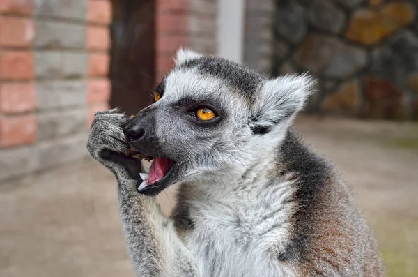 Ring Tailed Lemur Zoo Close — Stock Photo, Image