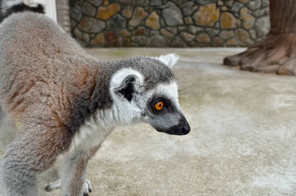 Ring Tailed Lemur Zoo Close — Stock Photo, Image