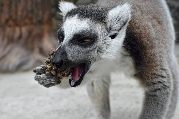 Ring Tailed Lemur Zoo Close — Stock Photo, Image