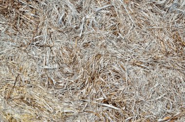 Kuru, sedilmiş, geçen yılki çimenin gri dokusu.