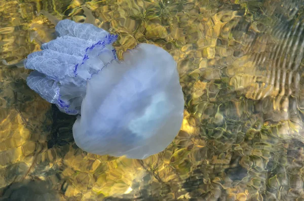 Медузы Плавают Чистой Морской Воде Дне — стоковое фото