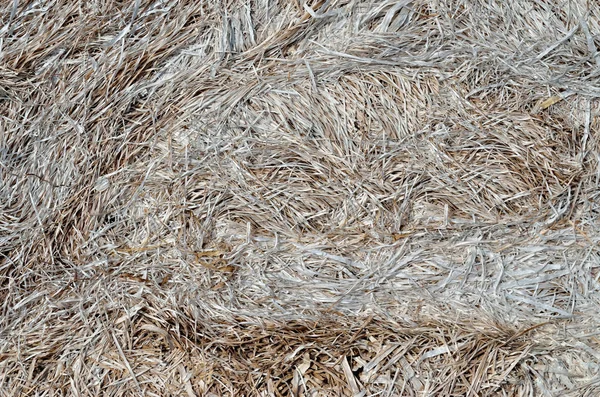 Gray Texture Dry Withered Last Year Grass — Stock Photo, Image