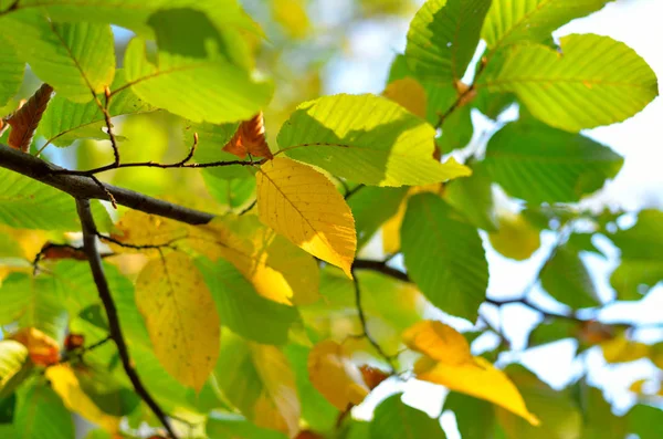 Gelbe Und Rote Blätter Bäumen Herbstpark Abstraktion Bunter Herbstblätter — Stockfoto