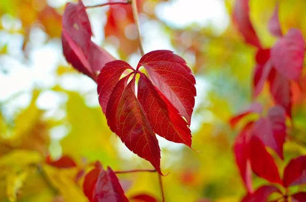 Gelbe Und Rote Blätter Bäumen Herbstpark Abstraktion Bunter Herbstblätter — Stockfoto