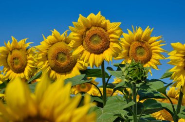 Sarı ayçiçekleri tarlada yetişir. Tarım ürünleri.