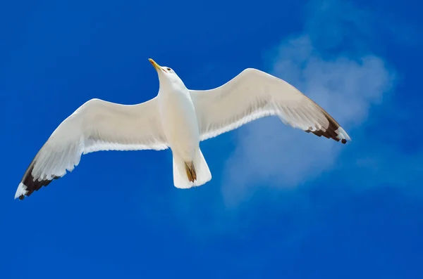 Hvit Måke Flyr Høyt Den Blå Himmelen – stockfoto