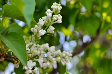 Genç bir leylağın dalları yeşil yaprakların arasında çiçek açar.