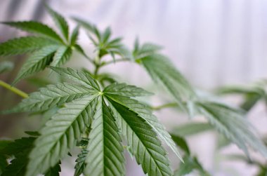 Genç, yeşil kenevir bitkileri saksılarda yetişir. Tıbbi marihuana yetiştiriyorum..