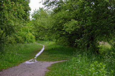 Yeşil çimenlerin ve dallanan ağaçların arasındaki orman yolu