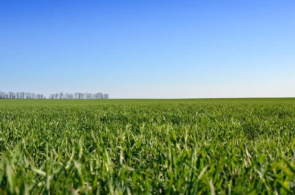 Зеленое Поле Фоне Голубого Неба — стоковое фото