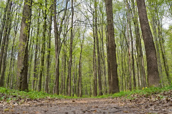 Bospad Tussen Hoge Groene Bomen Het Voorjaar — Stockfoto