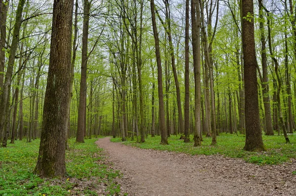 Bospad Tussen Hoge Groene Bomen Het Voorjaar — Stockfoto