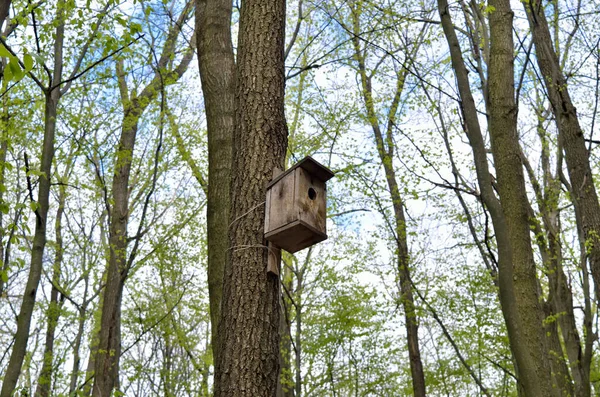 Fågelhus Högt Träd Skogen — Stockfoto