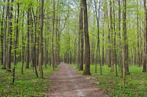 春の背の高い緑の木々の間の森の道 — ストック写真