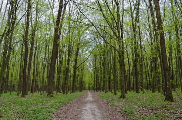 Bospad Tussen Hoge Groene Bomen Het Voorjaar — Stockfoto