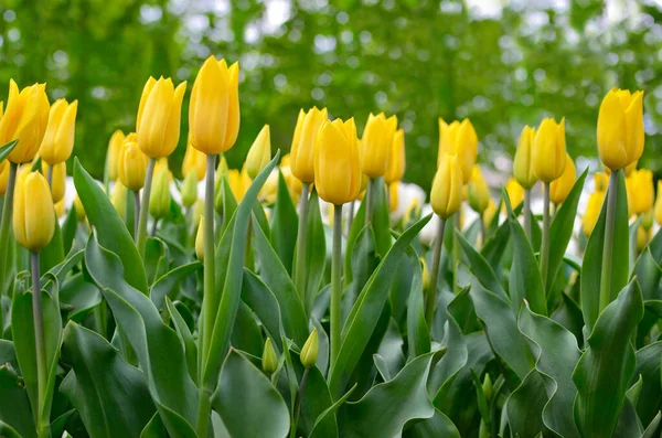 Jonge Tulpen Bloeiden Het Voorjaar Het Park — Stockfoto