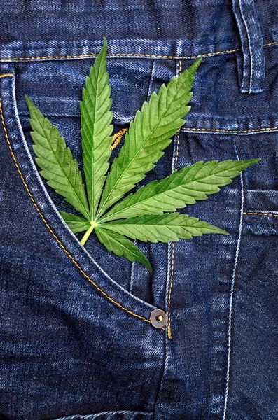 Cannabisblad Een Blauwe Jeans Achtergrond Hennep Denim — Stockfoto