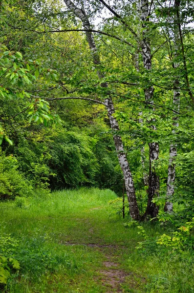 Sendero Forestal Entre Hierba Verde Árboles Ramificados —  Fotos de Stock