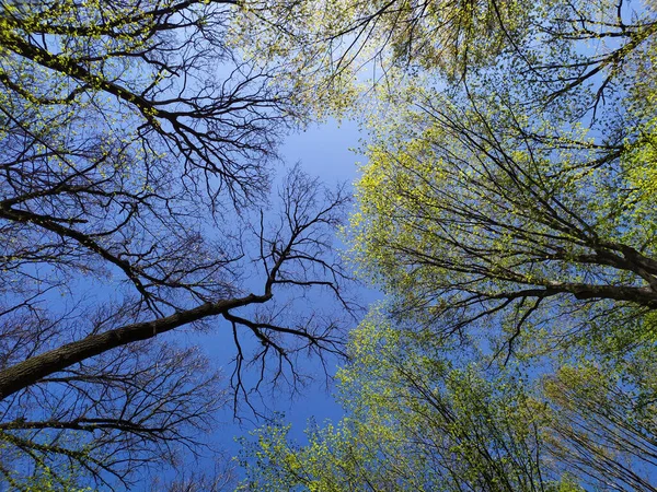 Arbres Élancés Dans Jeune Forêt Verte Été — Photo