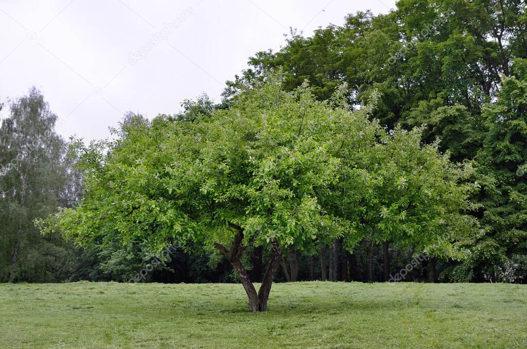 Large, branchy tree on a background of green forest