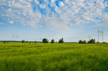 Mavi gökyüzüne karşı yeşil arpa tarlası.