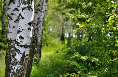 Yazın yeşil bir korulukta huş ağaçlarının beyaz gövdeleri