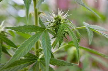 Genç tıbbi esrar infloresanları kapalı alanlarda çiçek açıyor.