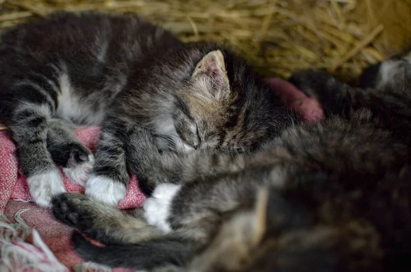 Little Fluffy Kittens Sleep Hay — Stock Photo, Image