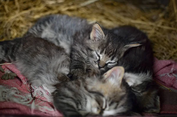Little Fluffy Kittens Sleep Hay — Stock Photo, Image